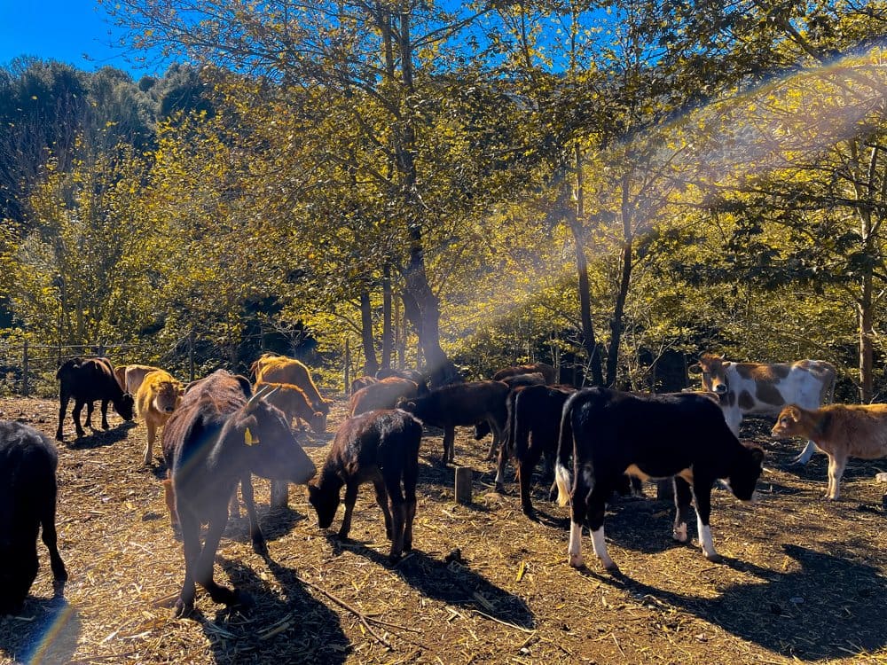 Αγελάδες στον βοσκότοπο