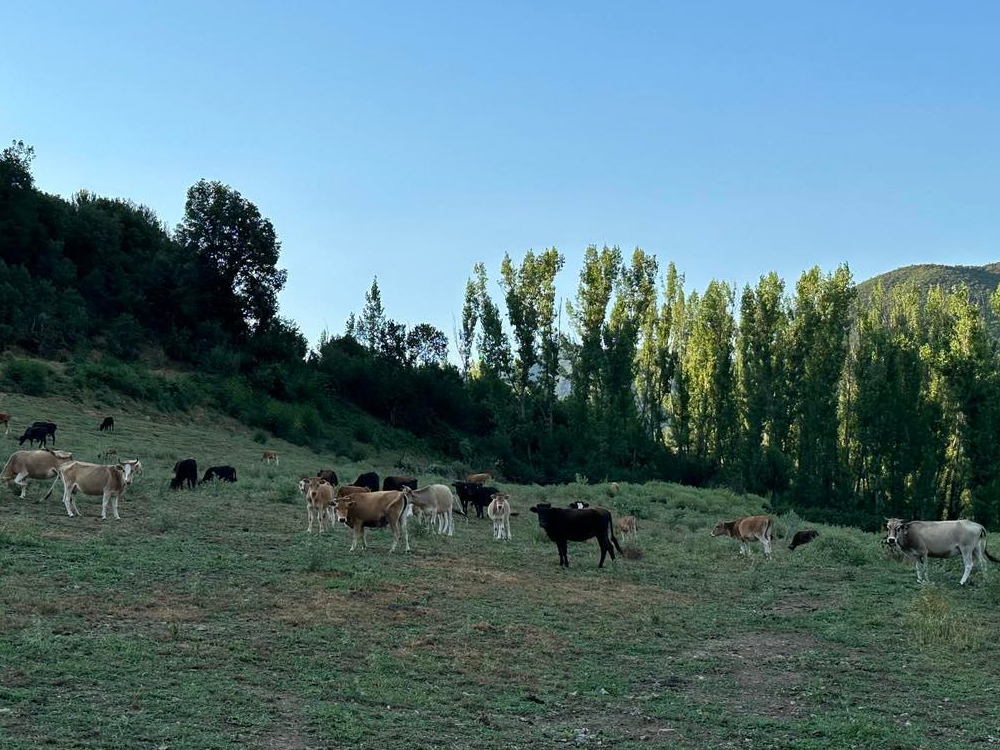 Αγελάδες στον βοσκότοπο