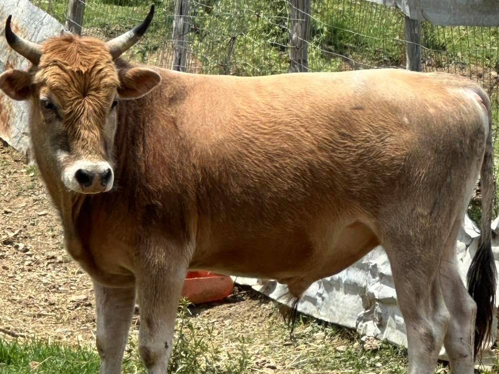 Αγελάδες στον βοσκότοπο