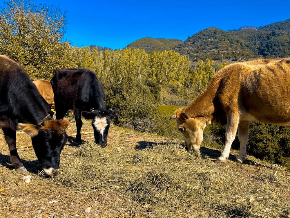 Αγελάδες στον βοσκότοπο