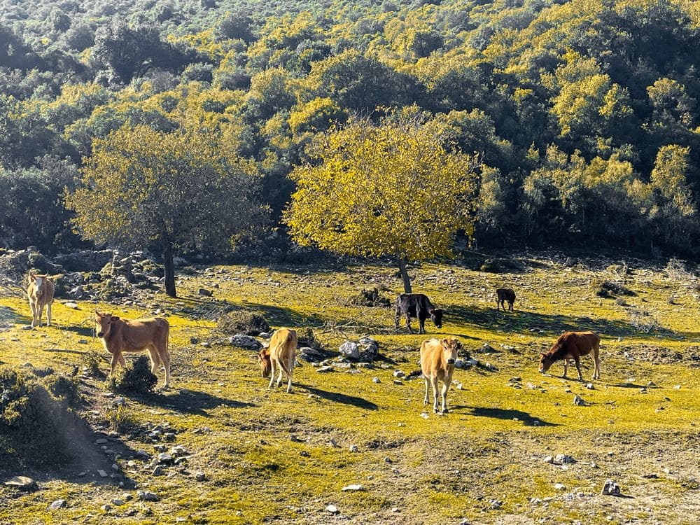 Αγελάδες στον βοσκότοπο