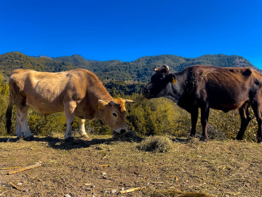 Αγελάδες στον βοσκότοπο