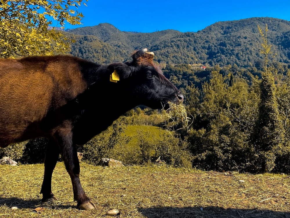 Αγελάδες στον βοσκότοπο