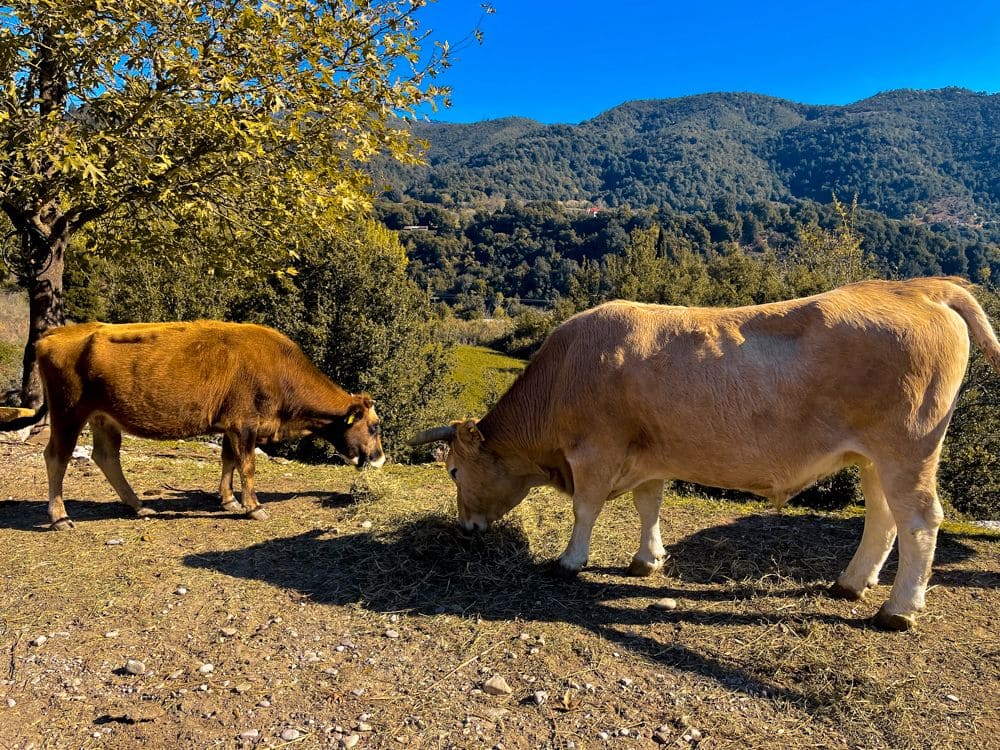 Αγελάδες στον βοσκότοπο